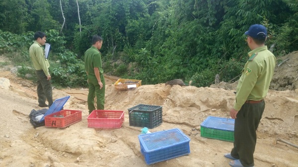 Quảng Nam: Phát hiện vụ buôn bán trái phép số lượng lớn động vật hoang dã, quý hiếm