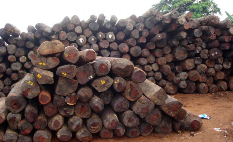 CITES yêu cầu các nước cảnh giác với gỗ trắc Madagascar