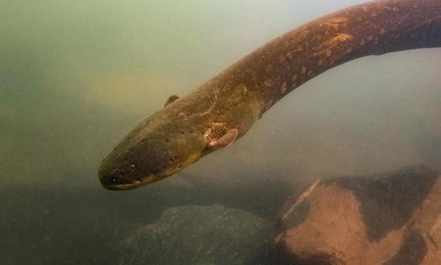 Phát hiện loài lươn phóng điện mạnh nhất tại rừng Amazon - ThienNhien.Net | Con người và Thiên nhiên