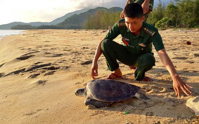 Thả cá thể rùa biển quý hiếm về môi trường tự nhiên