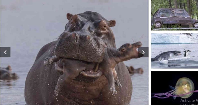 Những bức ảnh ấn tượng về động vật hoang dã - ThienNhien.Net | Con ...