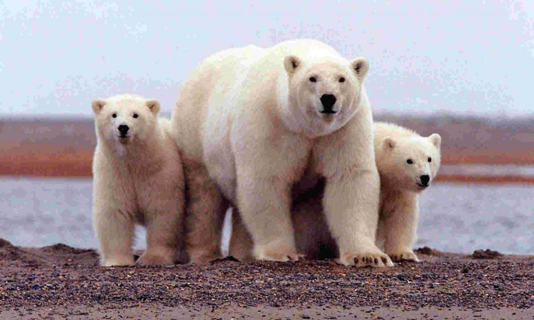 Chính quyền Trump cho phép khoan dầu tại Khu bảo tồn Động vật hoang dã vùng Bắc Cực tại Alaska