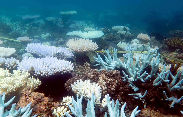 Biến đổi khí hậu: Các hệ sinh thái ở Australia bị đe dọa