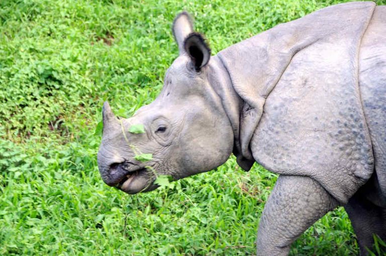 Nepal tự chi tiền điều tra số lượng tê giác vào năm 2020