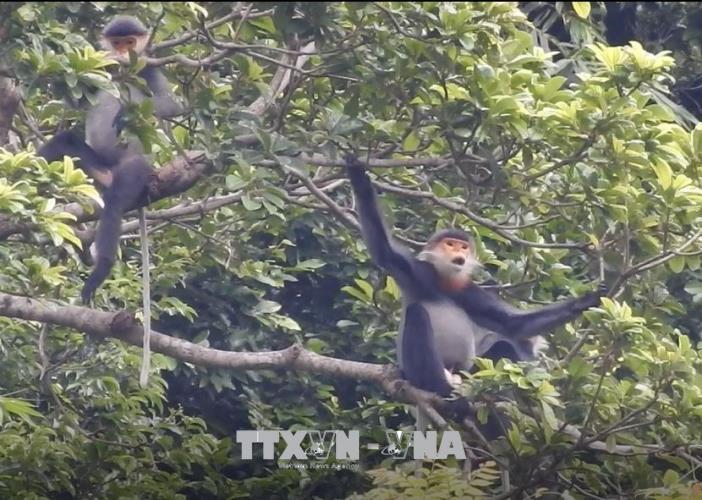 Bảo tồn loài chà vá chân xám đặc hữu ở Núi Thành, Quảng Nam