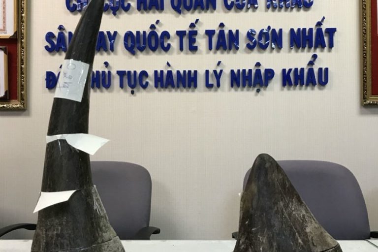 Ngộ độc sừng tê giác