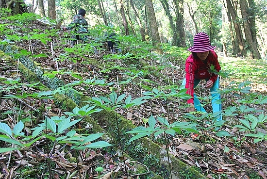 USAID hỗ trợ Quảng Nam 57 tỷ đồng phát triển sinh kế bền vững cho đồng bào dân tộc miền núi