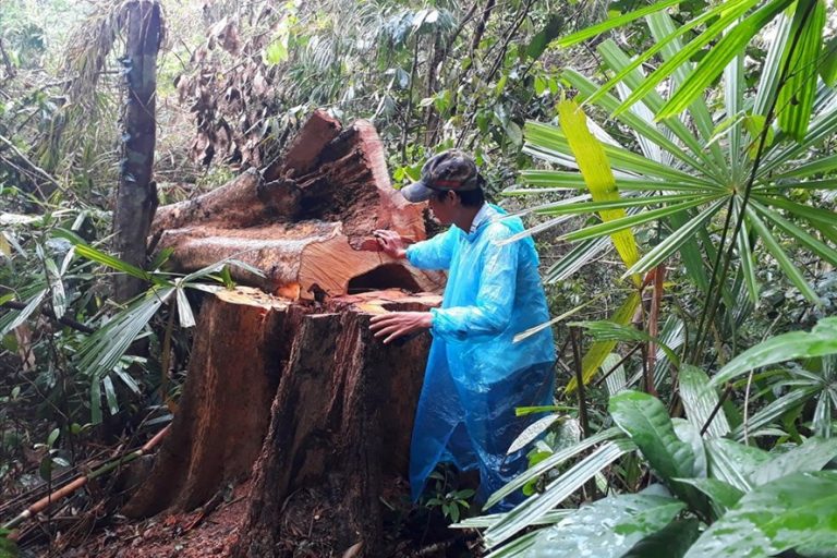 Rừng tự nhiên Quảng Nam bị đốn hạ không thương tiếc