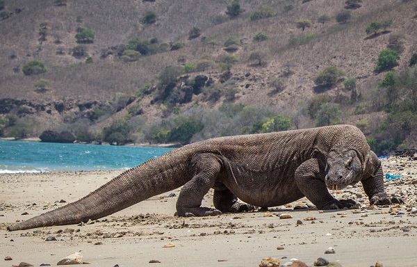 Chính phủ Indonesia hủy kế hoạch đóng cửa đảo rồng Komodo