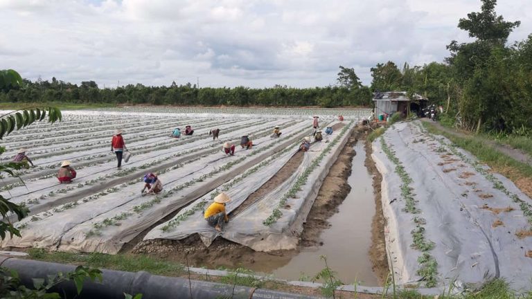 Cần Thơ: Bảo tồn và phát triển đa dạng sinh học