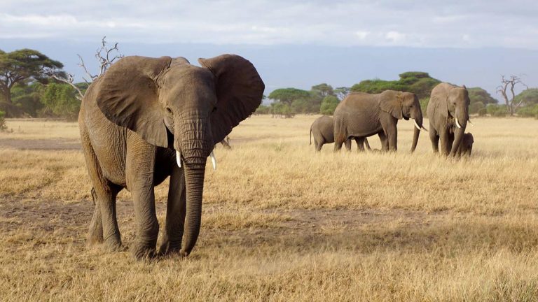 Zimbabwe “bán voi con ra nước ngoài” vì hạn hán