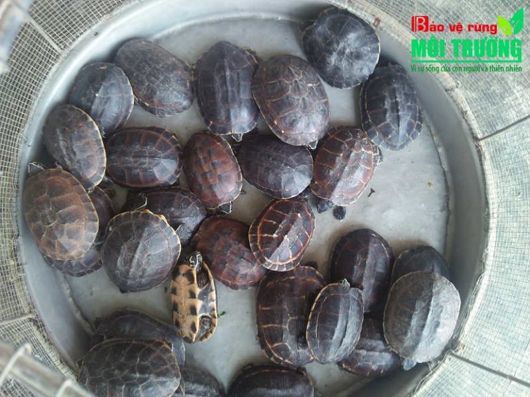 Chống buôn bán, tiêu thụ động vật hoang dã