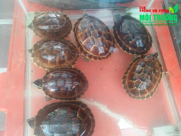 Bài 1: Mùa nước nổi, mùa tận diệt