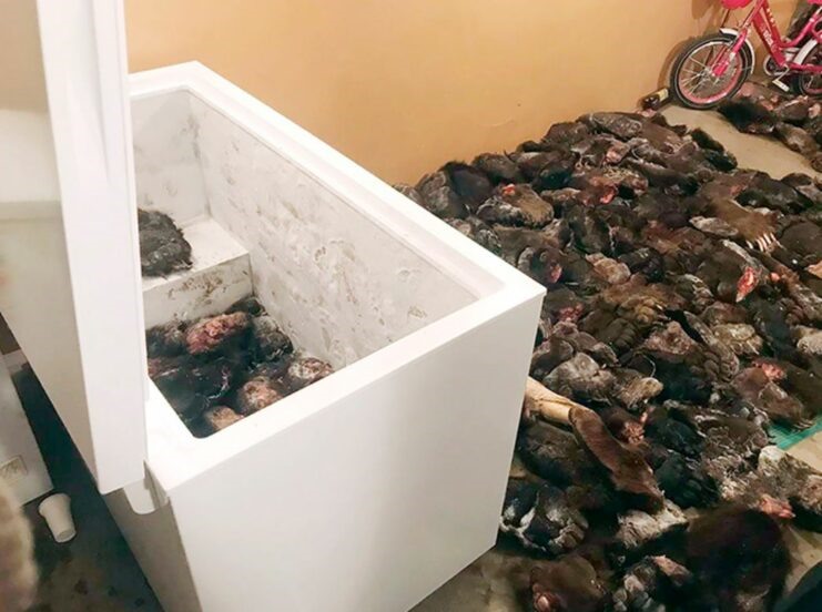 Bắt giữ hơn 200 chân gấu đang được vận chuyển sang Trung Quốc