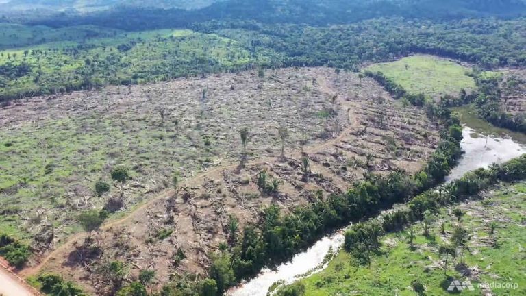 Rừng Amazon bị tàn phá để nuôi sống đất nước cách Brazil 17.000 km