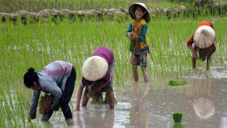 Suy giảm đa dạng sinh học nông nghiệp đe dọa nghiêm trọng an ninh lương thực