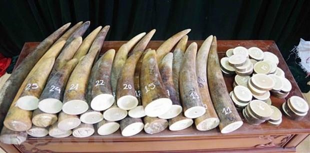 Kháng nghị việc áp dụng án treo trong vụ mua bán 17kg ngà voi