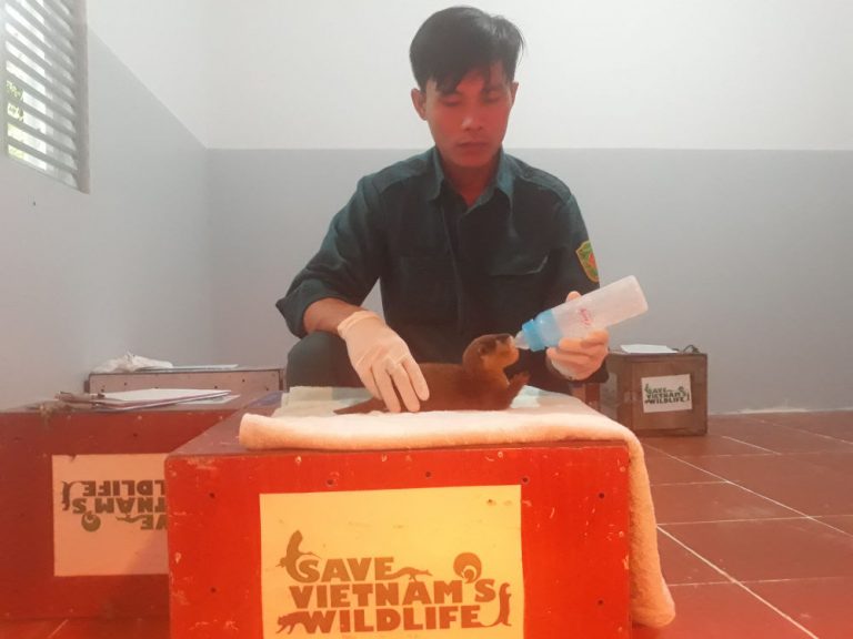 Cứu hộ thành công 15 rái cá vuốt bé cực kỳ nguy cấp
