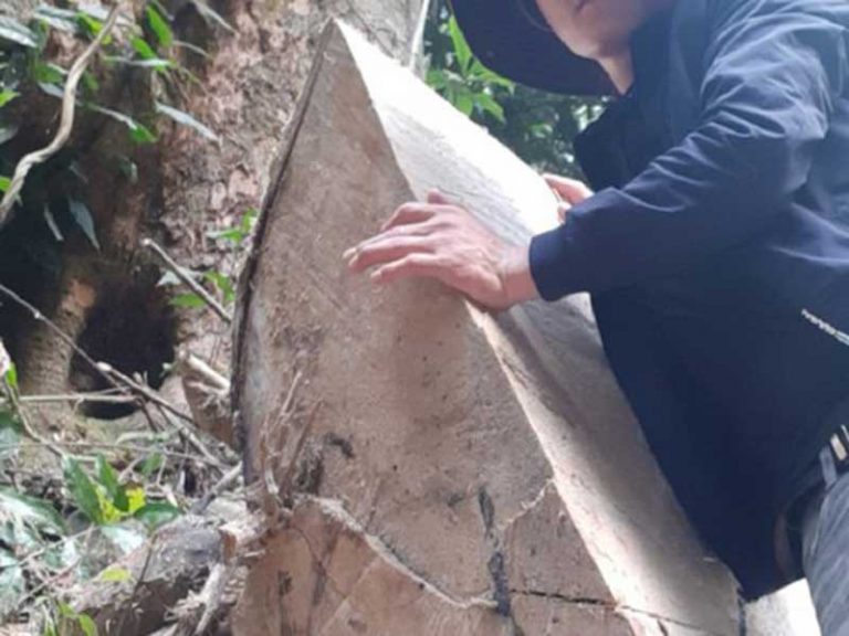 Gỗ khủng ung dung ra khỏi rừng đặc dụng