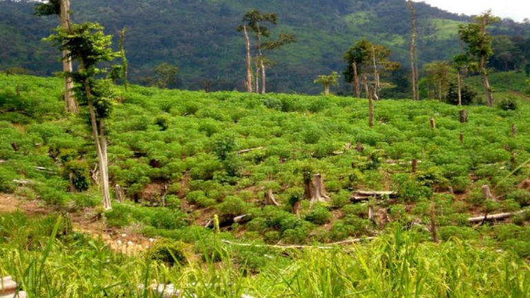 Gia Lai: 3 người lãnh án tù giam vì phá rừng trồng mỳ
