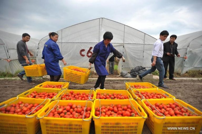 Trung Quốc: Báo động khủng hoảng lương thực