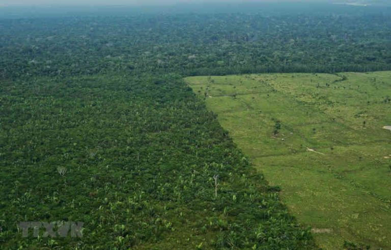 Brazil và Đức hợp tác sản xuất bền vững tại vùng rừng nhiệt đới Amazon