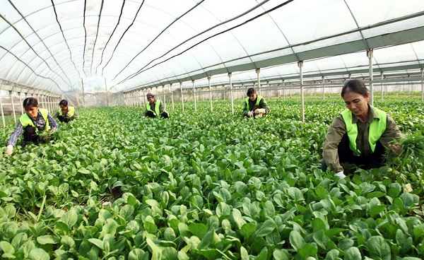 Cần đảm bảo minh bạch khi tích tụ đất đai