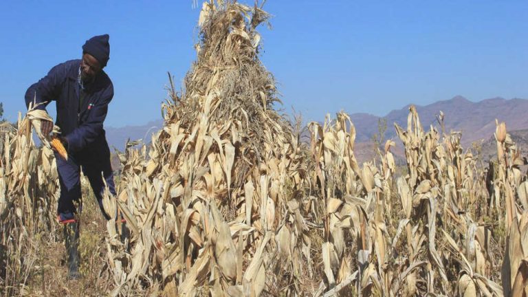 Hạn hán thảm khốc ở Lesotho, Liên hợp quốc kêu gọi tài trợ