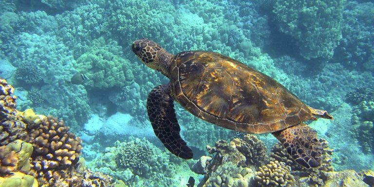 Buôn lậu rùa biển vẫn sôi động ở Indonesia, Malaysia và Việt Nam