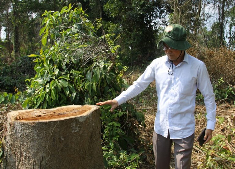 Lãnh đạo khu bảo tồn ở Đồng Nai nói về việc cây rừng bị hạ