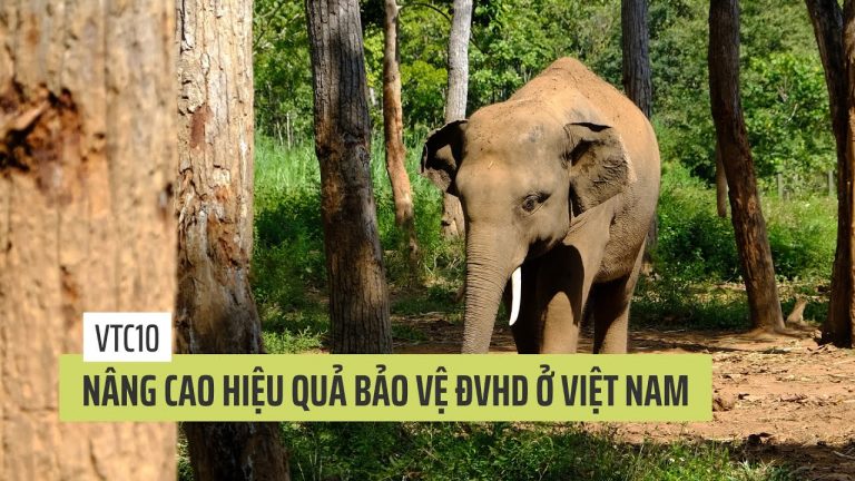 Nâng cao hiệu quả bảo vệ động vật hoang dã ở Việt Nam
