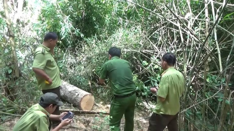 Dấu hiệu hình sự trong vụ phá rừng đặc dụng tại Đắk Lắk