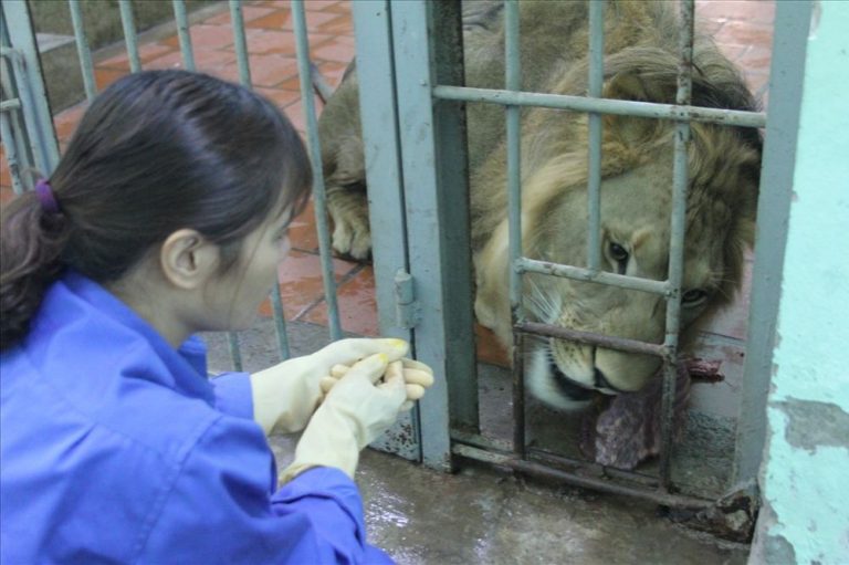 Cận cảnh công việc ngày Tết của những người “ăn, ngủ” với thú dữ