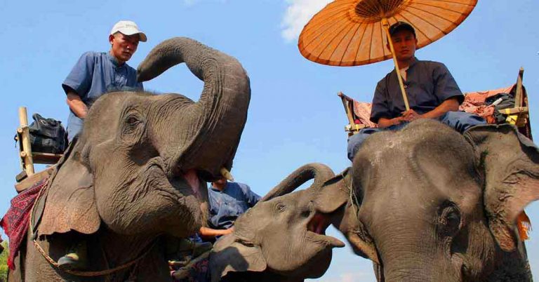 Voi Lào – Biểu tượng thất truyền?