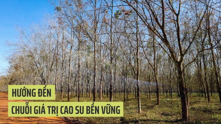 Hướng đến chuỗi giá trị cao su bền vững
