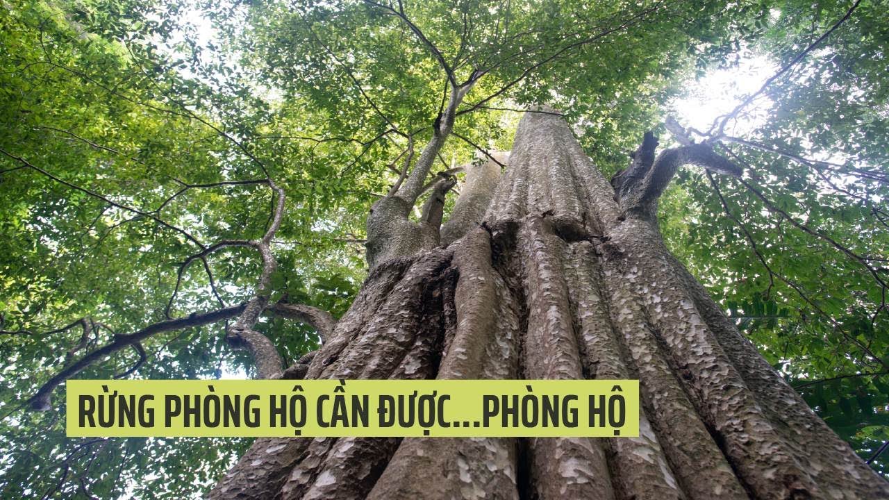 Rừng, tính cộng đồng và bài toán hậu giao rừng
