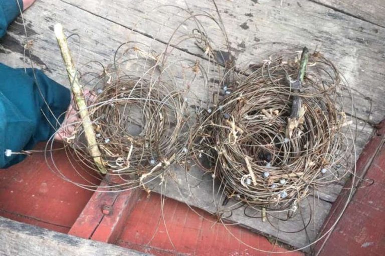 Hà Tĩnh: Tháo gỡ hàng trăm bẫy thú rừng ở Khu Bảo tồn Kẻ Gỗ