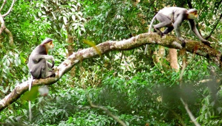 Quảng Nam: Yêu cầu các địa phương ký cam kết “5 không” với động vật có nguồn gốc hoang dã