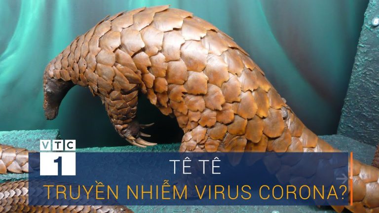 Tê tê là vật chủ trung gian truyền nhiễm virus Corona?