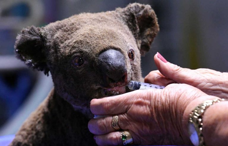 Australia áp dụng công nghệ mới hỗ trợ loài koala sau cháy rừng