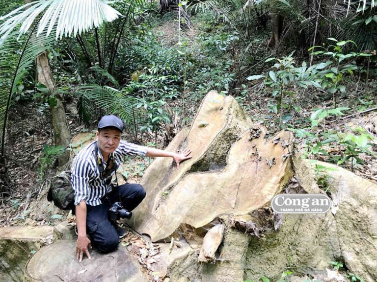 Rừng miền Trung vẫn “chảy máu” – Kỳ cuối