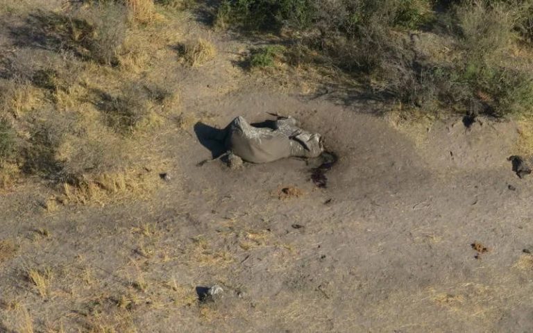 Zimbabwe: 4 cá thể voi bị đầu độc để lấy ngà