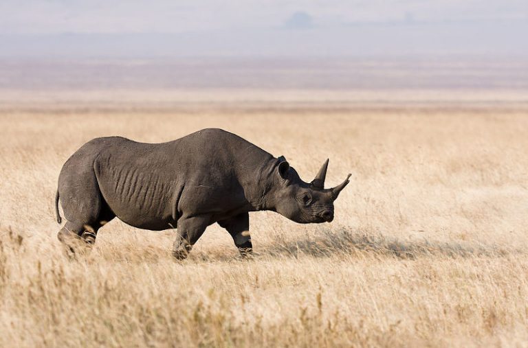 Săn trộm tê giác ở Namibia: Đẩy lùi tay trong bằng pháp trị