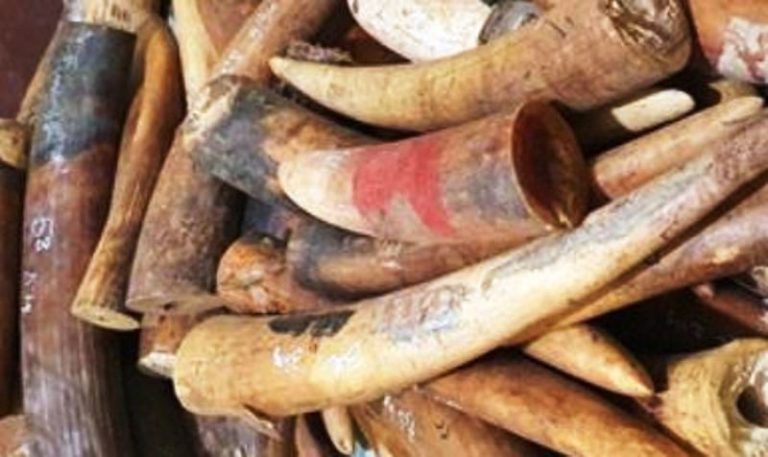 Nghệ An: Bắt xe tải chở hơn 200 kg ngà voi trên đường ra Hà Nội tiêu thụ