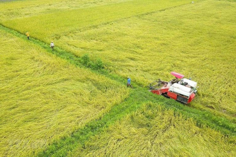Bộ Công Thương lại đề xuất Thủ tướng cho xuất khẩu gạo trở lại