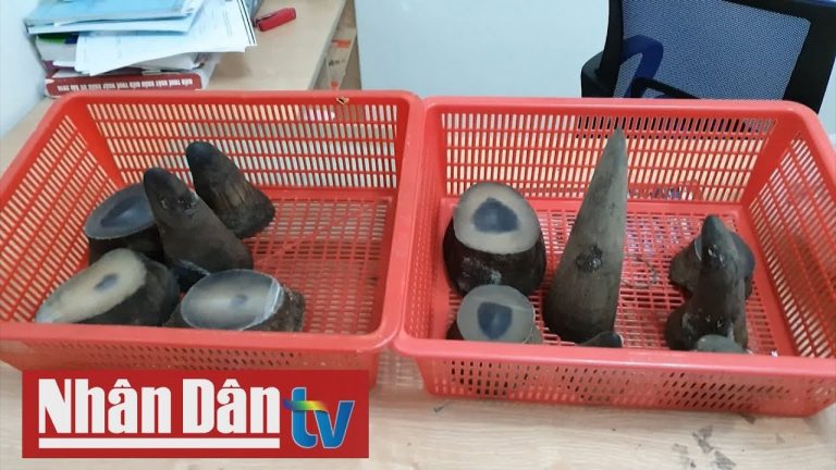 Hơn 6 kg sừng tê giác châu Phi chuyển lậu về Tân Sơn Nhất
