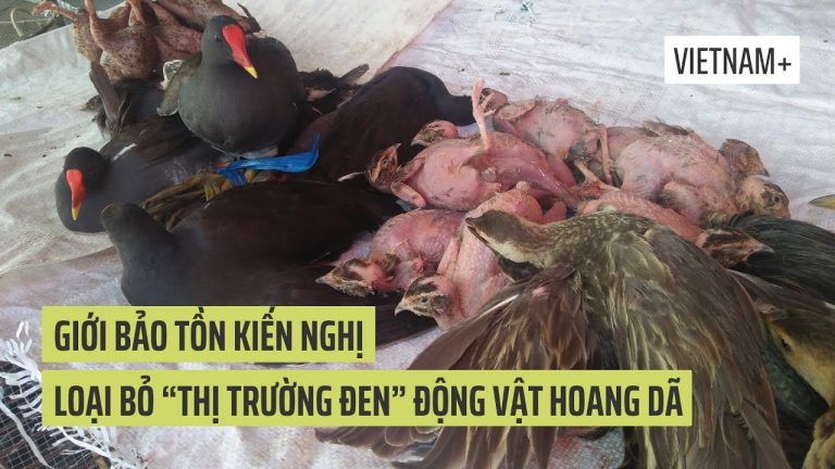 Giới bảo tồn kiến nghị loại bỏ “thị trường đen” động vật hoang dã