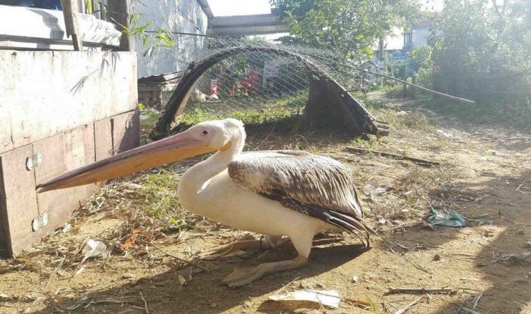 Thừa Thiên Huế: Phạt tới 400 triệu đồng nếu săn bắt, giết, nuôi động vật rừng trái phép