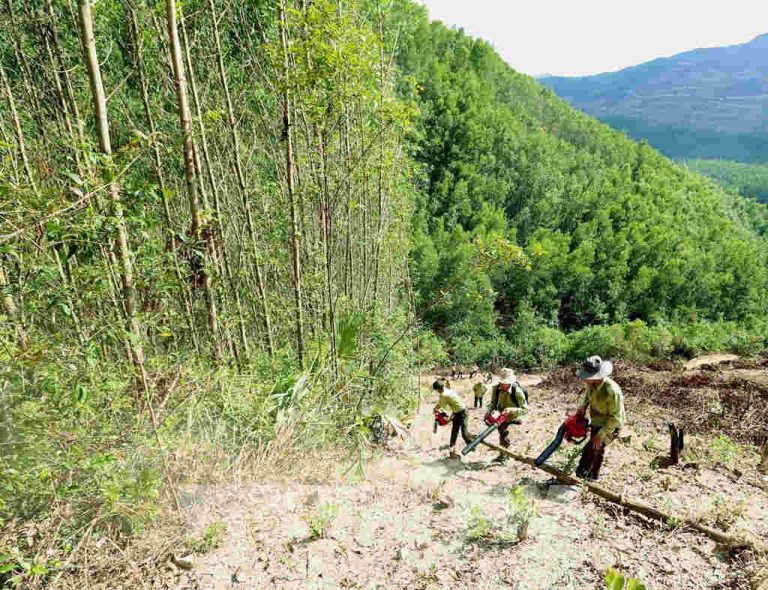 Quy hoạch lâm nghiệp quốc gia bền vững về diện tích và chất lượng