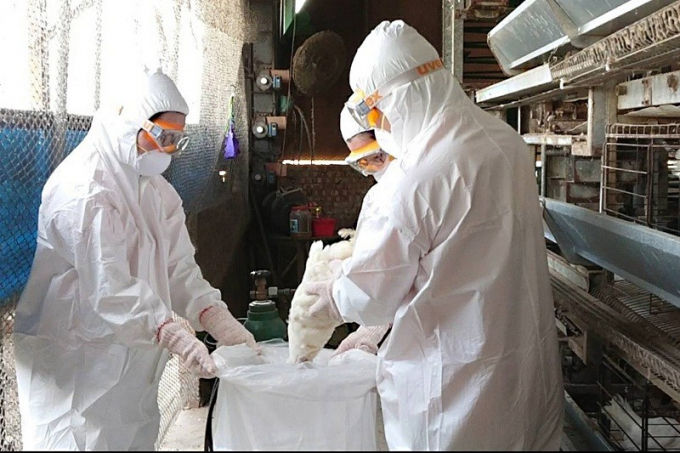 Xuất hiện cúm gia cầm H5N5 tại Đài Loan